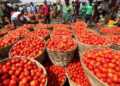 Tomato prices have fallen by 50% in 6 months – Agric minister