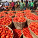 Tomato prices have fallen by 50% in 6 months – Agric minister