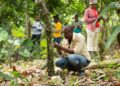 Ghana COCOBOD Empowers Cocoa Farmers in Western North Region to Combat Climate Change
