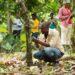 Ghana COCOBOD Empowers Cocoa Farmers in Western North Region to Combat Climate Change