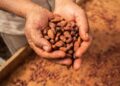 Ghana Greenlights Import of 3,500 Tonnes of Cocoa Beans from Ivory Coast and Nigeria