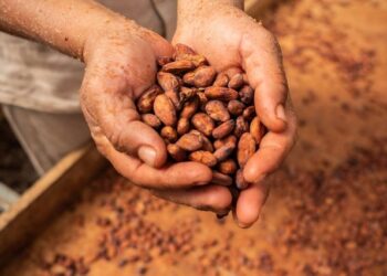 Ghana Greenlights Import of 3,500 Tonnes of Cocoa Beans from Ivory Coast and Nigeria
