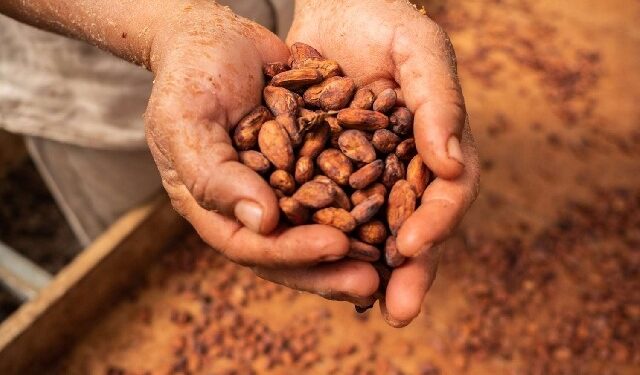 Ghana Greenlights Import of 3,500 Tonnes of Cocoa Beans from Ivory Coast and Nigeria
