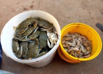 Keta and Anloga Districts Experience Unprecedented Crab and Shrimp Harvest Due to Azizadzi Floodgates