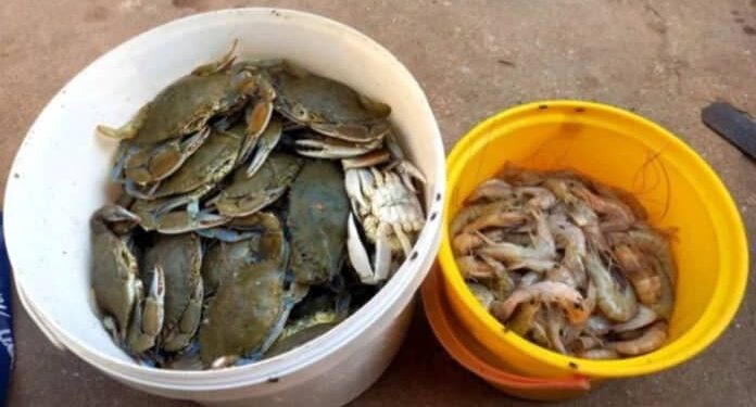 Keta and Anloga Districts Experience Unprecedented Crab and Shrimp Harvest Due to Azizadzi Floodgates