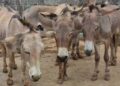 High Demand For Donkey Hide And Meat Likely To Cause Extinction Of The Animal