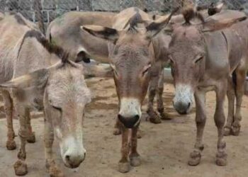 High Demand For Donkey Hide And Meat Likely To Cause Extinction Of The Animal