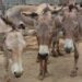High Demand For Donkey Hide And Meat Likely To Cause Extinction Of The Animal