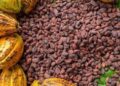 Cocoa: Farmers announce decision to halt farming over farm-gate price