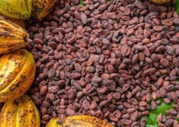 Cocoa: Farmers announce decision to halt farming over farm-gate price
