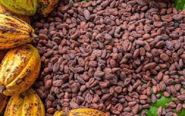 Cocoa: Farmers announce decision to halt farming over farm-gate price