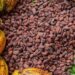 Cocoa: Farmers announce decision to halt farming over farm-gate price