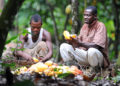 58% increment in cocoa farmgate price an insult; give us our money – Cocoa farmers to COCOBOD