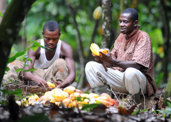 58% increment in cocoa farmgate price an insult; give us our money – Cocoa farmers to COCOBOD