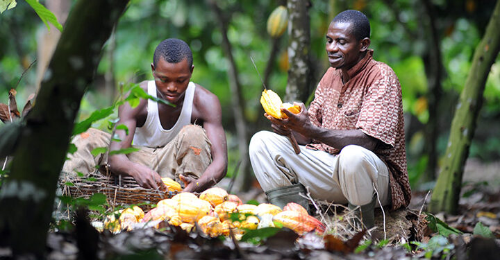 58% increment in cocoa farmgate price an insult; give us our money – Cocoa farmers to COCOBOD