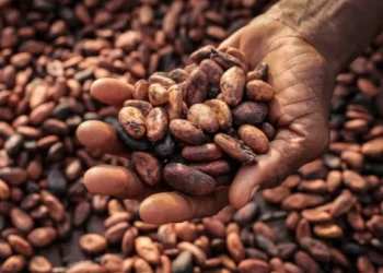 Cocobod will borrow up to $1.5bn for 2024-25 cocoa purchases, sources say