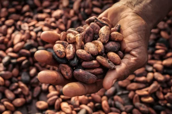 Cocobod will borrow up to $1.5bn for 2024-25 cocoa purchases, sources say