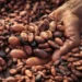 Cocobod will borrow up to $1.5bn for 2024-25 cocoa purchases, sources say