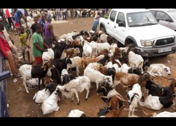 Eid-Ul-Adha Celebration: Hike in prices of livestock dwindles purchasing power of celebrants