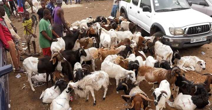 Eid-Ul-Adha Celebration: Hike in prices of livestock dwindles purchasing power of celebrants