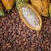 Cocoa farmers revolt over prices, as coalition threatens mass smuggling