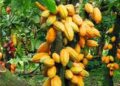 Gov’t raises Cocoa Producer Price by over 60% for 2025/2026 Season