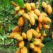 Gov’t raises Cocoa Producer Price by over 60% for 2025/2026 Season