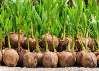 Ghana to increase coconut export revenues by 60% annually