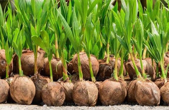 Ghana to increase coconut export revenues by 60% annually