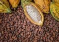 Gov’t hikes cocoa producer price to GHS3,625 per bag