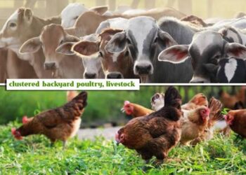 SHSs to start poultry and livestock farms soon – Mahama