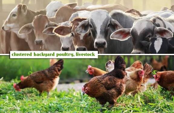 SHSs to start poultry and livestock farms soon – Mahama