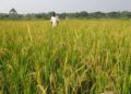 Northern MPs launch initiative to boost large-scale rice production
