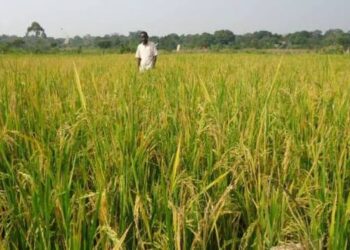 Northern MPs launch initiative to boost large-scale rice production
