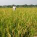 Northern MPs launch initiative to boost large-scale rice production