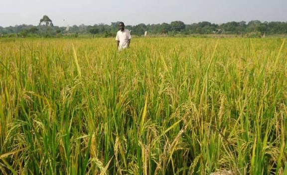 Northern MPs launch initiative to boost large-scale rice production