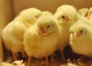 Mahama to launch “Nkoko Nkitinkiti” programme November 12