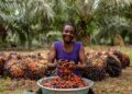 2026 Budget: Govt targets 100,000 hectares and 250,000 jobs in new oil palm policy