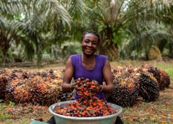 2026 Budget: Govt targets 100,000 hectares and 250,000 jobs in new oil palm policy