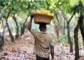 Mahama Admits Failures in Cocoa Sector Funding
