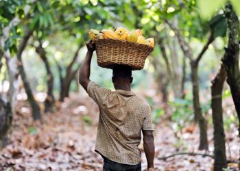 Mahama Admits Failures in Cocoa Sector Funding