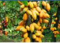 Gov’t releases GH₵855m to pay cocoa farmers as Majority backs sweeping reforms to revive COCOBOD