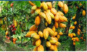 Gov’t releases GH₵855m to pay cocoa farmers as Majority backs sweeping reforms to revive COCOBOD