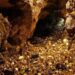 Gov’t proposes cut in gold mining levy from 3% to 1%