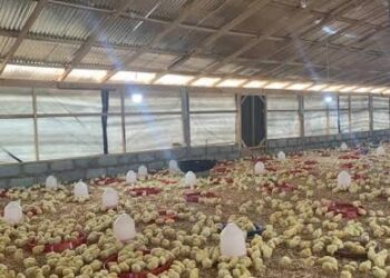 Confusion over ‘Nkoko Nkitinkiti’ as Agric Minister distances himself from Broiler Project