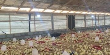 Confusion over ‘Nkoko Nkitinkiti’ as Agric Minister distances himself from Broiler Project