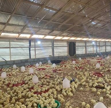 Confusion over ‘Nkoko Nkitinkiti’ as Agric Minister distances himself from Broiler Project