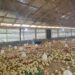 Confusion over ‘Nkoko Nkitinkiti’ as Agric Minister distances himself from Broiler Project