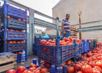 Burkina Faso bans fresh tomato exports to protect local processing industry