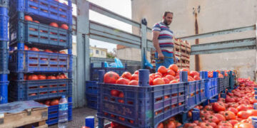 Burkina Faso bans fresh tomato exports to protect local processing industry